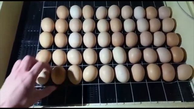 Овоскопировние 11 день