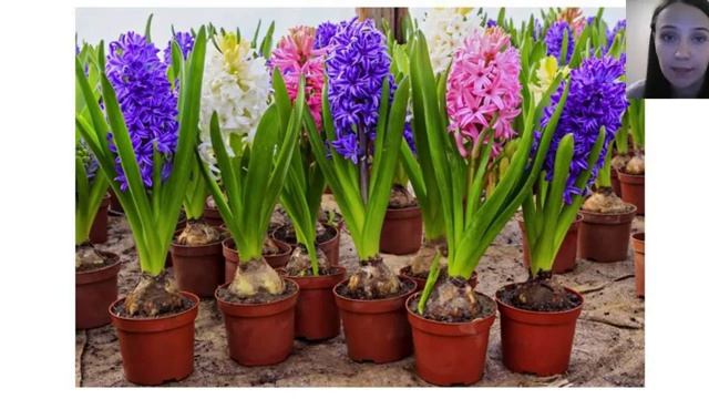 Гиацинты, крокусы смотреть онлайн