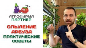 Опыление арбуза. Практические советы