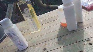 Как перезимовали персики + Чем опрыскивать весной от болезней