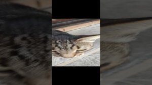 Заблудший кошара
