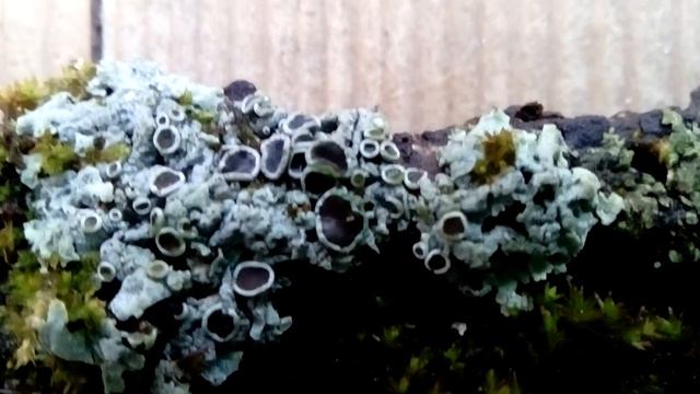 Мох на коре дерева смотреть онлайн