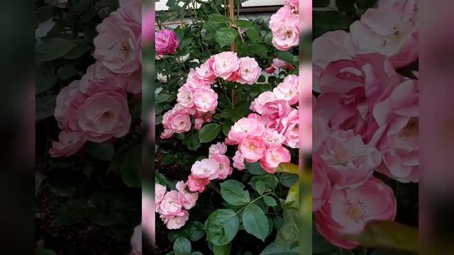 Флорибунда АнгЕла смотреть онлайн