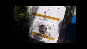 деление семьи пчел на пол лета, какие плюсы и минусы данного способа
