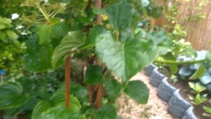 Черешковая гортензия.