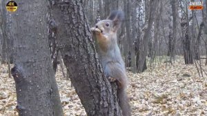 Белка 🐿️ Интересные факты о которых вы могли не знать.#белка #животные #хищники