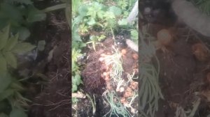 Какое удобрение нужно для вишни