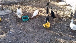 Можно ли давать Тыкву птице?