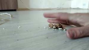 разбил грецкий орех  щелбан  фофан  пальцем