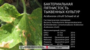 Бактериальная пятнистость тыквенных культур (Acidovorax citrulli Schaad et al)