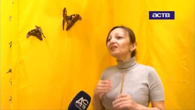 В Сахалинском краеведческом музее можно увидеть самые редкие виды бабочек смотреть онлайн