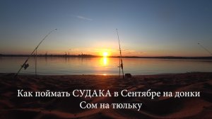 Как поймать Судака осенью на донки с берега + Сомик на тюльку #Рыбалка #Судак #Донки