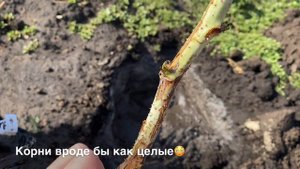 Малина Атлант. Посадка малины