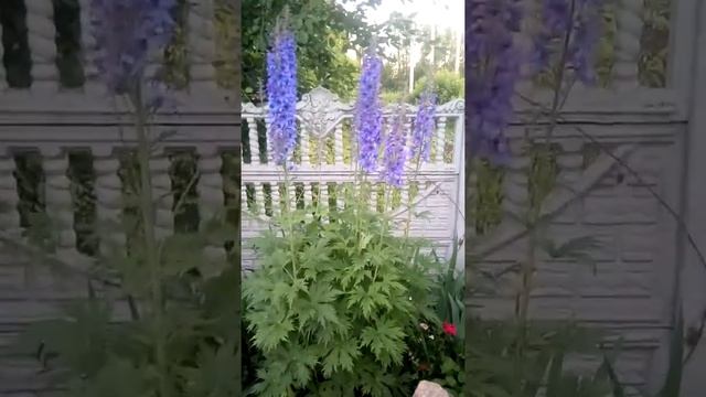 Дельфиниум посадка, уход, размножение смотреть онлайн