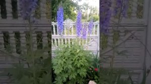 Дельфиниум посадка, уход, размножение