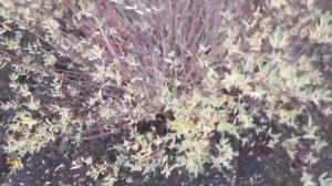 #ивапурпурная #шаровидная /Ива пурпурная ( лат.Salix purpurea). Серебристый шар  солитер  осенью.