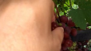 Виноград Аметист Новочеркасский 31.07.19г