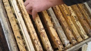 Что в гнёздах на Лесном облётнике