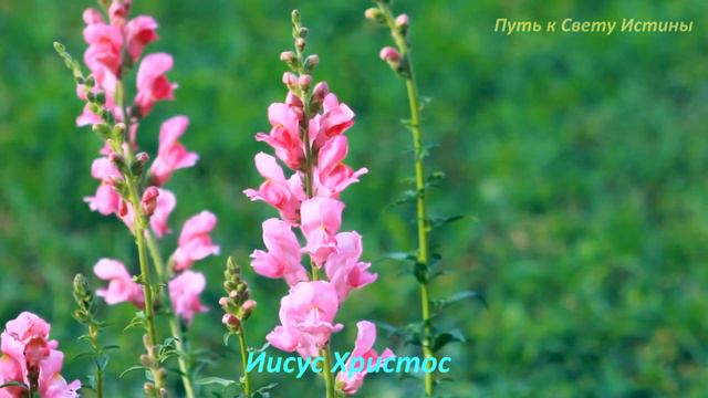 ЧТО ЕСТЬ ИСТИНА? / ВОПРОС ВЫСШИМ БОЖЕСТВЕННЫМ СУТЯМ