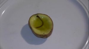 Как сделать свечу из картофеля
