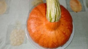 Тыква Учики кури.