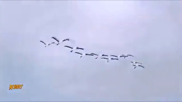 понравившиеся видео смотреть онлайн