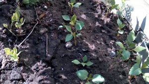 СЕГОДНЯ НА ОГОРОДЕ