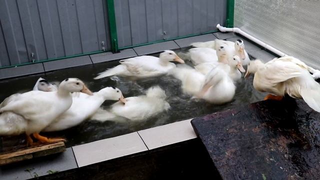 Содержание бройлерных уток МУЛАРДОВ. 2 месяца ч.5 смотреть онлайн