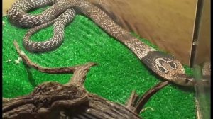 Огромная кобра убийца. ПРОСТО ЖЕСТЬ!!!