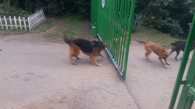 Собаки лают через отрывающийся забор смотреть онлайн