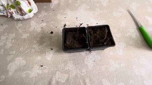 Посылка вероника колосковая часть 2 Из Подворья