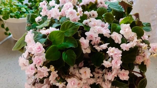 Rob's Vanilla Trail смотреть онлайн