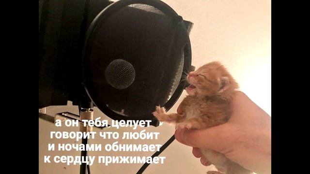 котенок поет песню он тебя целует группы руки вверх смотреть онлайн