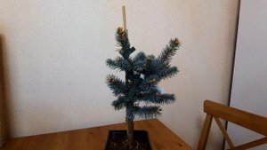 РАСПАКОВКА 2023! Хвойные из Подворья! Ель Хупси, Сосна Варелла и Ель Изели Фастигиата.