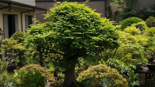 Bonsai Garden : Clippings from Kyukaen all through the year 3 - Zelkova смотреть онлайн