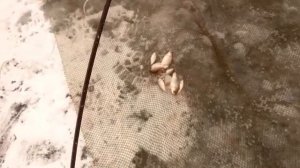 рыбалка на подъемник,паук первый лёд, ловим живца зимой