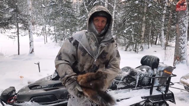 КТО СИЛЬНЕЕ СОБОЛЬ ИЛИ КОШКА? ТАЙГА ЗАКРЫТИЕ ОХОТЫ смотреть онлайн