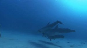 Интересные факты о дельфинах