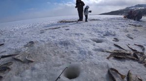 Навага прёт! Зимняя рыбалка 2021/ Навага/ Сахалин