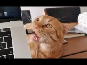 ? Коты против технологий! ? Приколы с котами и собаками 2022 #48