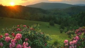 романс "Цветы"