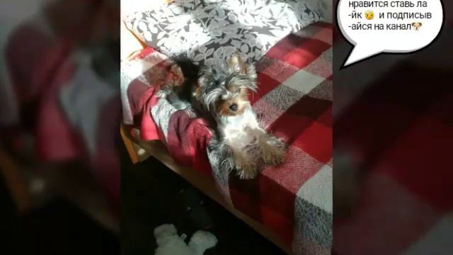 16 октября 2016 г. смотреть онлайн