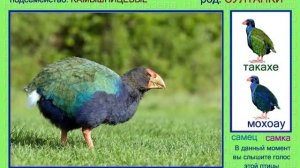 Султанка. Голоса птиц