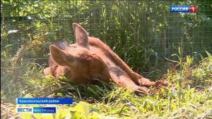 На Сумароковской лосеферме под Костромой идет пополнение