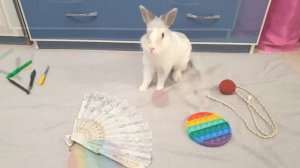 Кролик играется Rabbit playing cute bunny playing