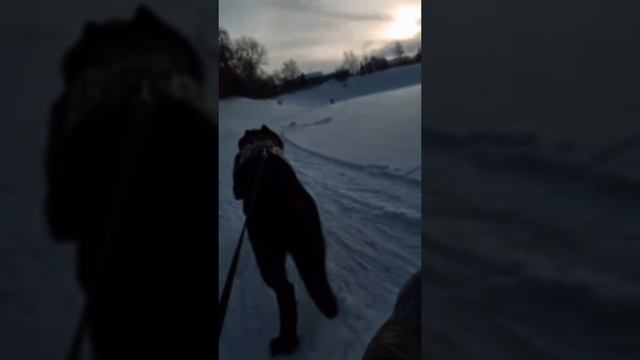 тренд #рилс #шортс