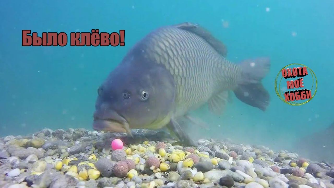 Fishing. Рыбалка с большой буквы! В поисках трофейного карпа. смотреть онлайн