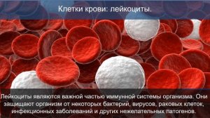 Biology 16+\Состав крови  Группы крови.\ Baranciuc Liudmila