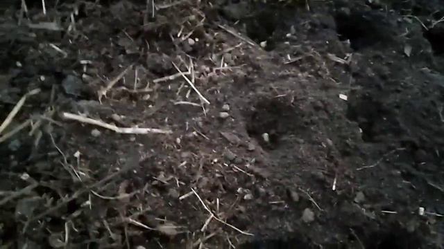 Сажаю в зиму лук-севок для хорошего урожая! смотреть онлайн