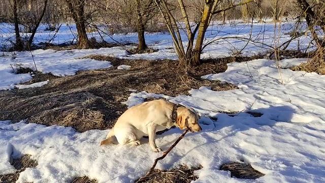 Размер квартиры для лабрадора смотреть онлайн